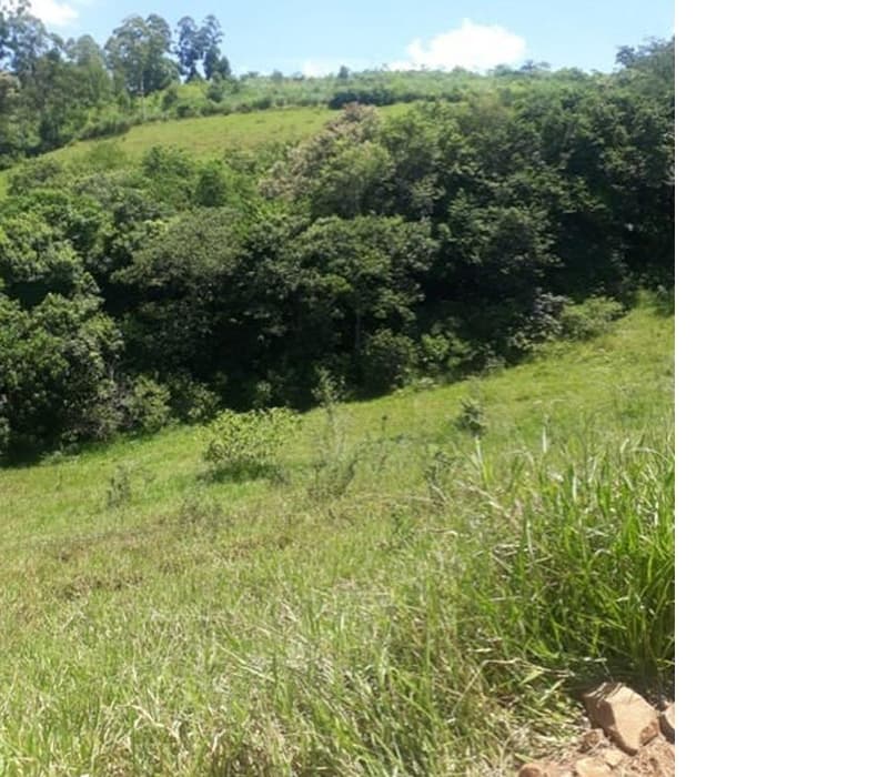 Foto 4 de 9: Area Rural em leilão em Roncador - PR — Gleba de terras, A.T. 60 ha, Colônia Muquilão