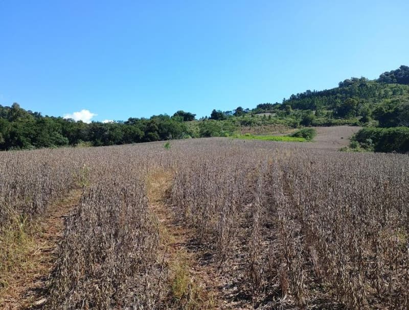 Foto 7 de 8: Area Rural em leilão em Porto Lucena - RS — IMÓVEL RURAL COM ÁREA DE 100,000m² - PORTO LUCENA/RS
