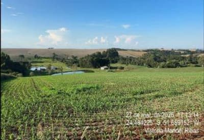 Foto 20 de 24: Area Rural em leilão em Manoel Ribas - PR, bairro Bairro dos Gallos — IMÓVEL RURAL COM ÁREA TOTAL DE 78.163,60 m2- Em MANOEL RIBAS/PR