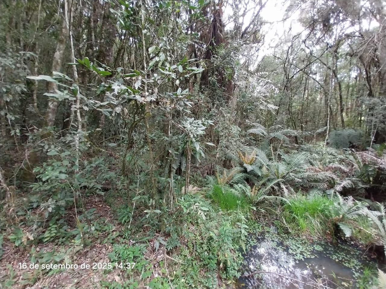 Foto 12 de 31: Area Rural em leilão em Campina Grande Do Sul - PR — Direitos de Posse sobre Chácara de 9,68 Hectares - Campina Grande do Sul/PR