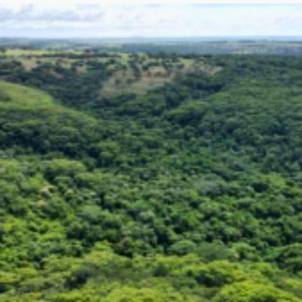 Foto 1 de 2: Area Rural em leilão em Mineiros - GO — ÁREA DE TERRAS MEDINDO 33.3403 ha- SITUADA NA FAZENDA TRÊS BARRAS - ZONA RURAL DO MUNICÍPIO DE MINEIROS/GO