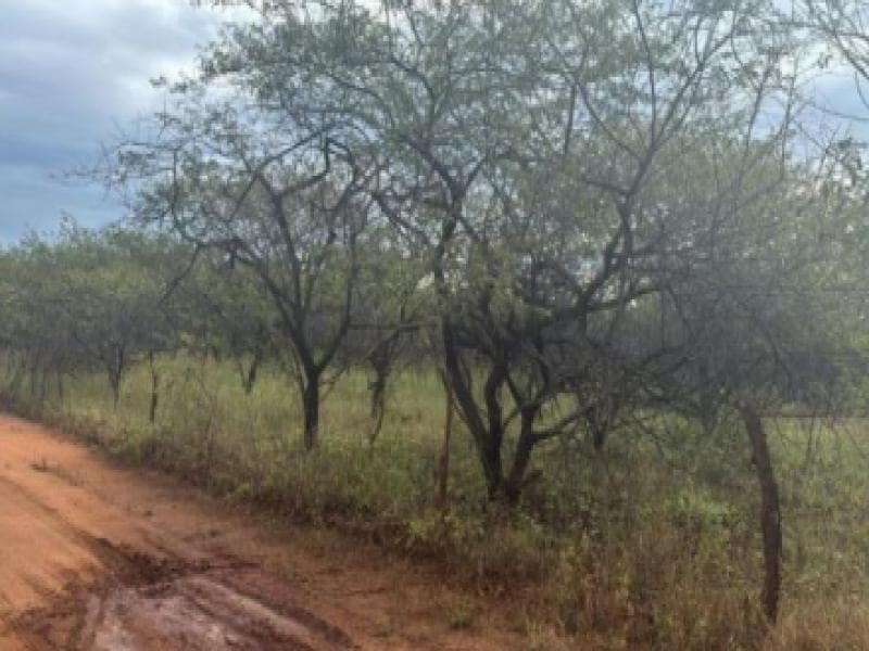 Foto 4 de 7: Area Rural em leilão em Umarizal - RN — Lote, Umarizal / RN