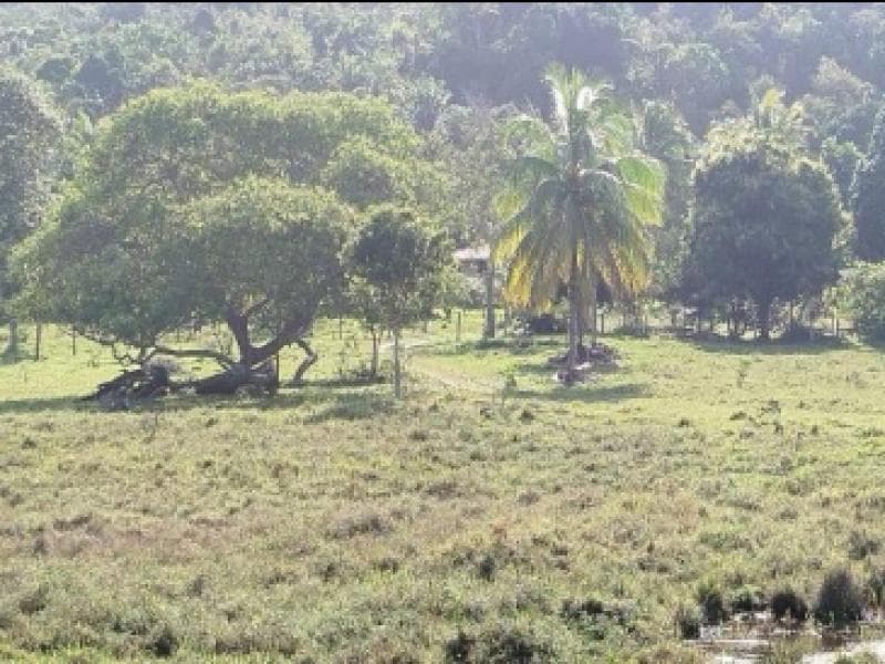 Foto 4 de 7: Terreno em leilão em Jaguaripe - BA, bairro Pirajuia — Lote, 33000.0 m2, Jaguaripe / BA