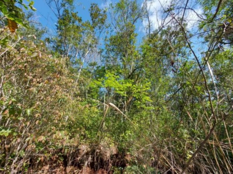 Foto 2 de 5: Terreno em leilão em Três Coroas - RS — Lote, 7.98 m2, Três Coroas / RS