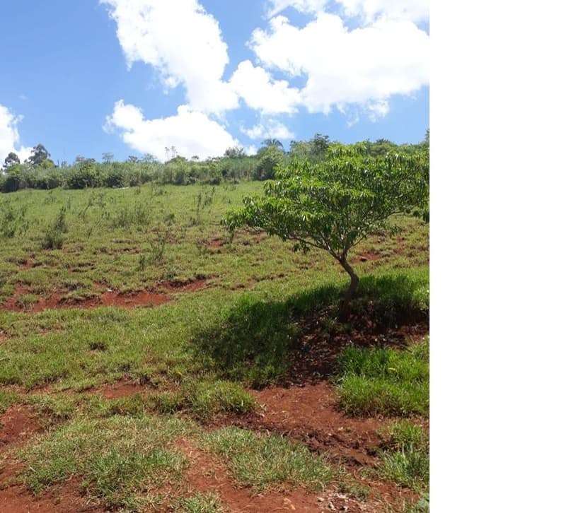Foto 7 de 9: Area Rural em leilão em Roncador - PR — Gleba de terras, A.T. 60 ha, Colônia Muquilão
