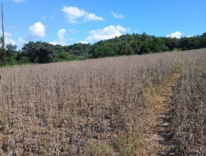Foto 3 de 8: Area Rural em leilão em Porto Lucena - RS — IMÓVEL RURAL COM ÁREA DE 100,000m² - PORTO LUCENA/RS