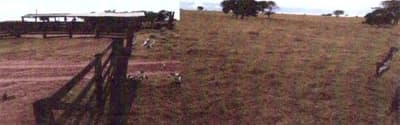 Foto 4 de 4: Area Rural em leilão em Alcinópolis - MS — IMÓVEL RURAL COM ÁREA TOTAL DE 64,00 ha e 3.432,00 m2- Em ALCINÓPOLIS/MS