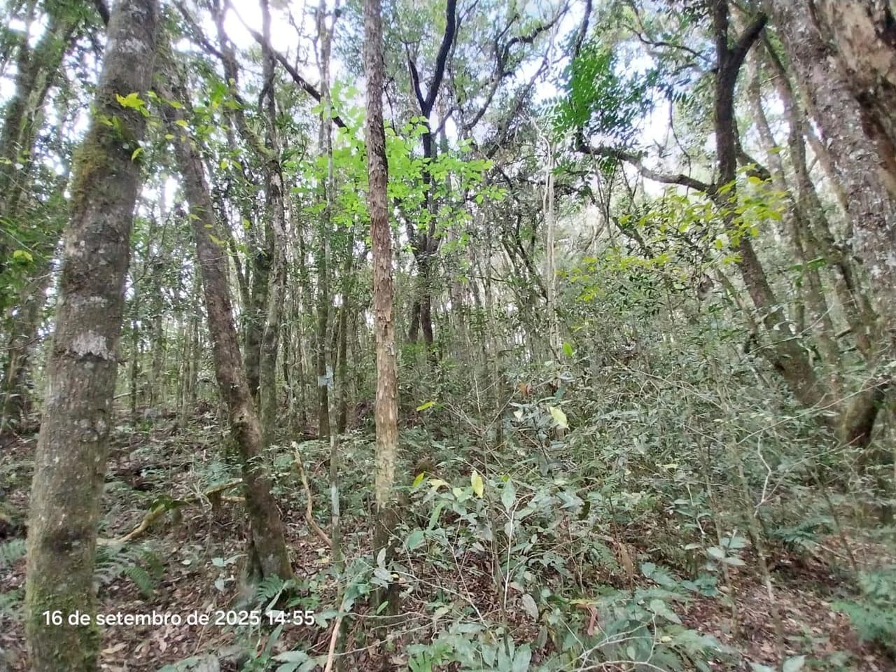 Foto 20 de 31: Area Rural em leilão em Campina Grande Do Sul - PR — Direitos de Posse sobre Chácara de 9,68 Hectares - Campina Grande do Sul/PR