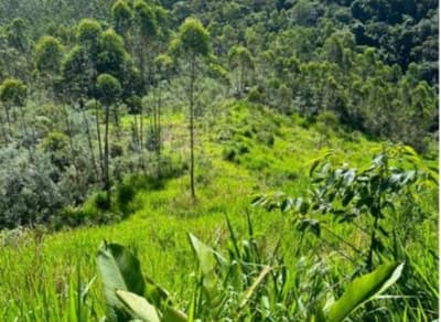 Foto 5 de 8: Area Rural em leilão em Rio Fortuna - SC — IMÓVEL RURAL COM ÁREA TOTAL DE 67.203,66m2, EM RIO FORTUNA-SC