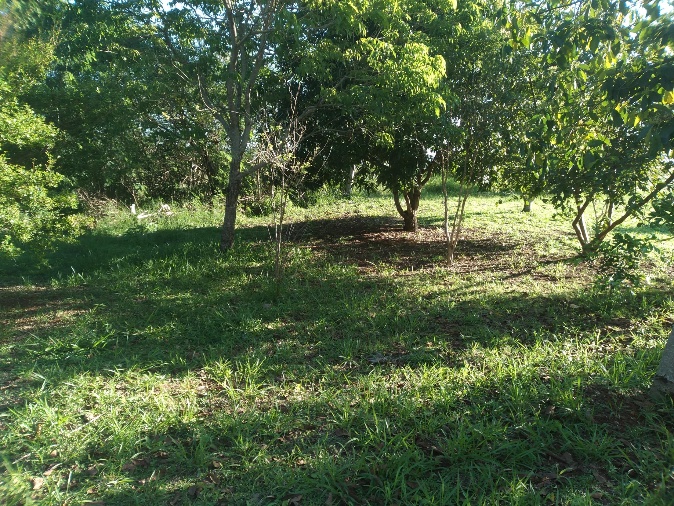 Foto 7 de 41: Area Rural em leilão em Capitão Leônidas Marques - PR — Gleba Urbana Desocupada 27.837m2 no Bairro São Gabriel em Capitão Leonidas Marques/PR