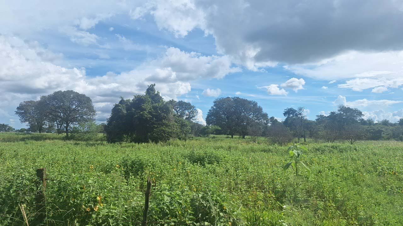 Foto 1 de 2: Area Rural em leilão em Icém - SP, bairro Vila de Icém — Área Agro 316.305m² | Icém/SP | Estrada Boiadeira | 12 Alqueires