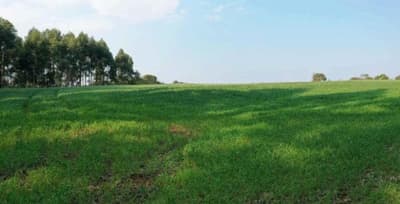 Foto 3 de 5: Area Rural em leilão em Dionísio Cerqueira - SC — IMÓVEL RURAL COM ÁREA DE 30.0443 ha- Em DIONISIO CERQUEIRA/SC