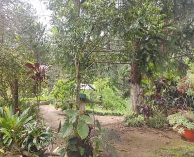 Foto 3 de 26: Area Rural em leilão em São João Do Triunfo - PR — IMÓVEL RURAL COM EXTENSÃO URBANA - ÁREA TOTAL DE 60.726,43 m²-AVENIDA DAS ARAUCÁRIAS-LADEIRA- SÃO JOÃO DO TRIUNFO-PR