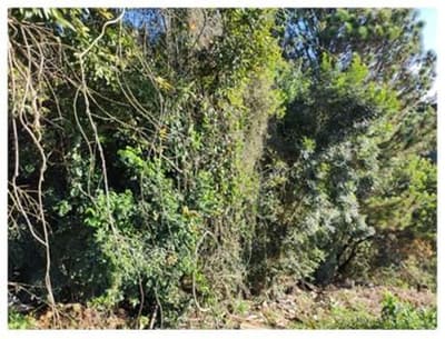 Terreno em leilão em Piraquara - PR, bairro Vila Susi — Terreno em Piraquara/PR Vila Susi Borda do Campo