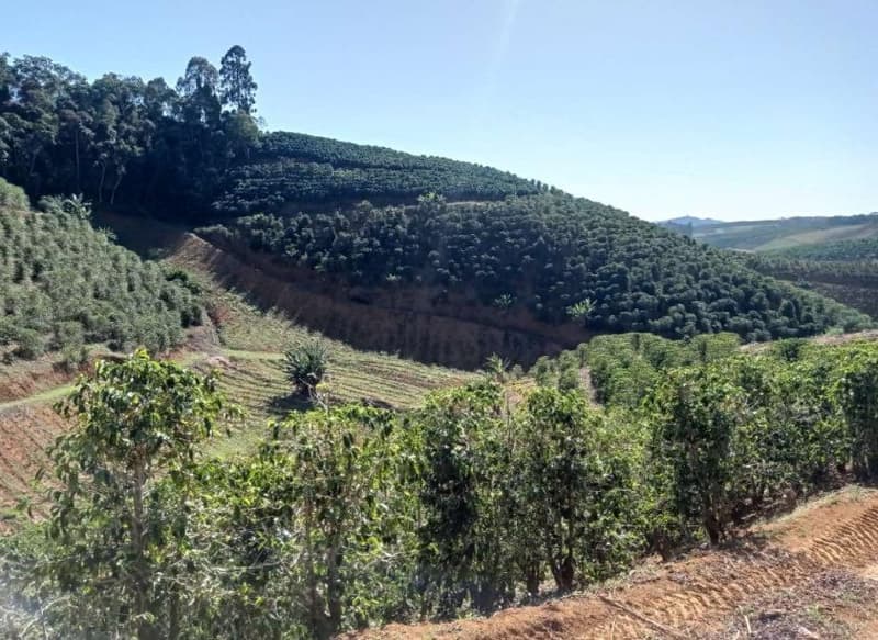 Foto 8 de 49: Area Rural em leilão em Caiana - MG — IMÓVEL RURAL COM ÁREA TOTAL DE 16,99,68 hectares- Em CAIANA/MG