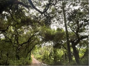 Foto 5 de 10: Area Rural em leilão em Itapeva - SP, bairro Lagoa Seca — (50%) Imóvel Rural, 9,68ha, plantio agrícola, mata nativa, eucalipto, Bairro Lagoa Seca