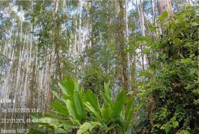 Foto 7 de 16: Terreno em leilão em Apiúna - SC, bairro São Jorge — IMÓVEL RURAL COM ÁREA TOTAL DE 21,291 ha- Em APIÚNA/SC