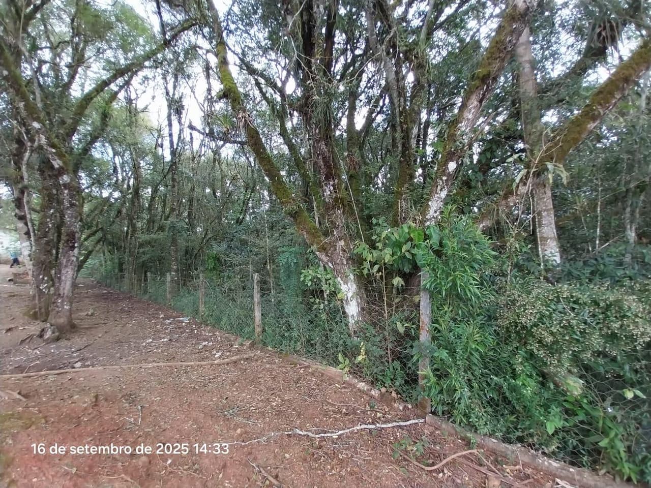 Foto 30 de 31: Area Rural em leilão em Campina Grande Do Sul - PR — Direitos de Posse sobre Chácara de 9,68 Hectares - Campina Grande do Sul/PR
