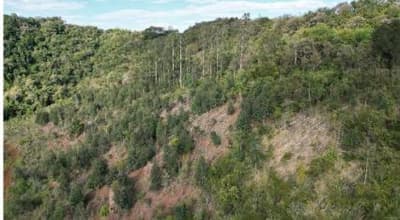Foto 8 de 16: Area Rural em leilão em Quedas Do Iguaçu - PR — IMÓVEIS RURAIS VENDA CONJUNTA DE DUAS MATRÍCULAS- Em QUEDAS DO IGUAÇU/PR
