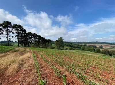 Foto 7 de 10: Area Rural em leilão em Nova Prata Do Iguaçu - PR — IMÓVEL RURAL COM ÁREA TOTAL DE 20.000,00 M2 EM NOVA PRATA DO IGUAÇU-PR