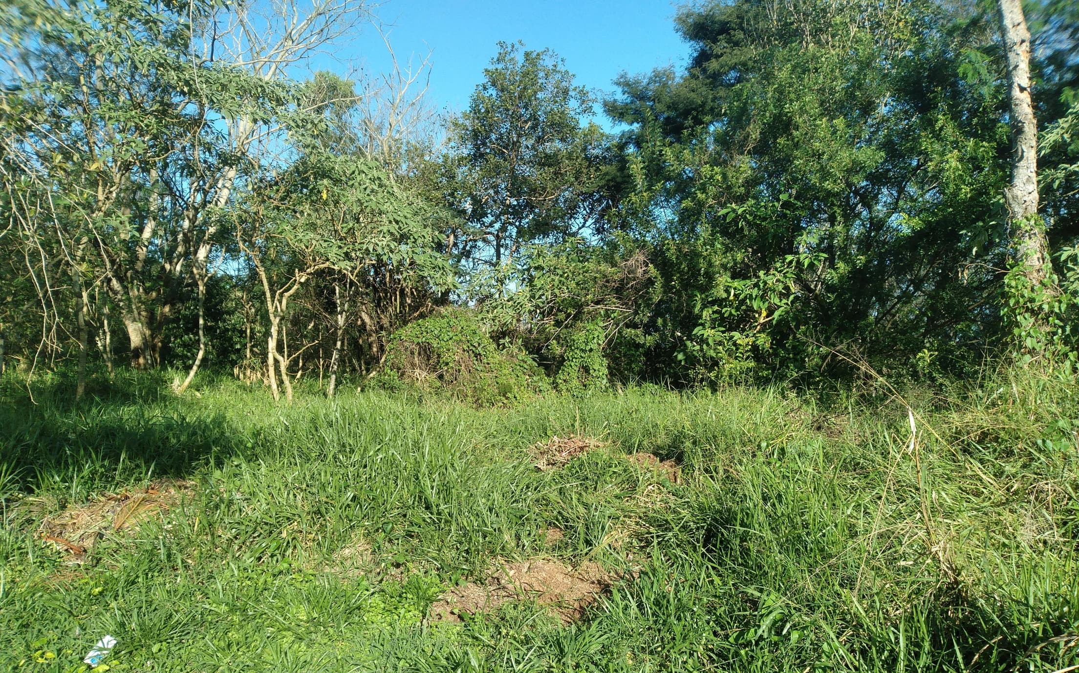 Foto 10 de 41: Area Rural em leilão em Capitão Leônidas Marques - PR — Gleba Urbana Desocupada 27.837m2 no Bairro São Gabriel em Capitão Leonidas Marques/PR
