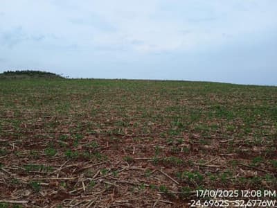 Foto 8 de 8: Area Rural em leilão em Nova Cantu - PR — IMÓVEL RURAL COM ÁREA TOTAL DE 16.96ha- Em NOVA CANTU/PR
