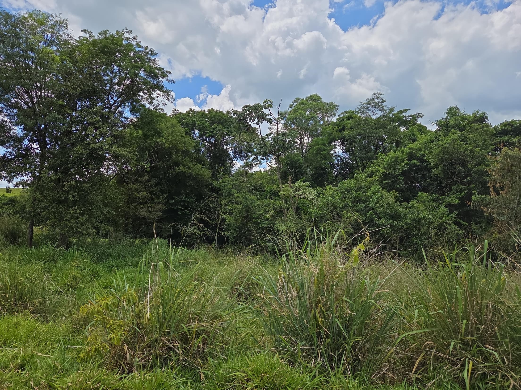 Foto 7 de 20: Area Rural em leilão em Lindoeste - PR — LOTE RURAL Nº 396-A SITUADO NO MUNICÍPIO DE LINDOESTE/PR- ÁREA DE 10,3146 HÁ
