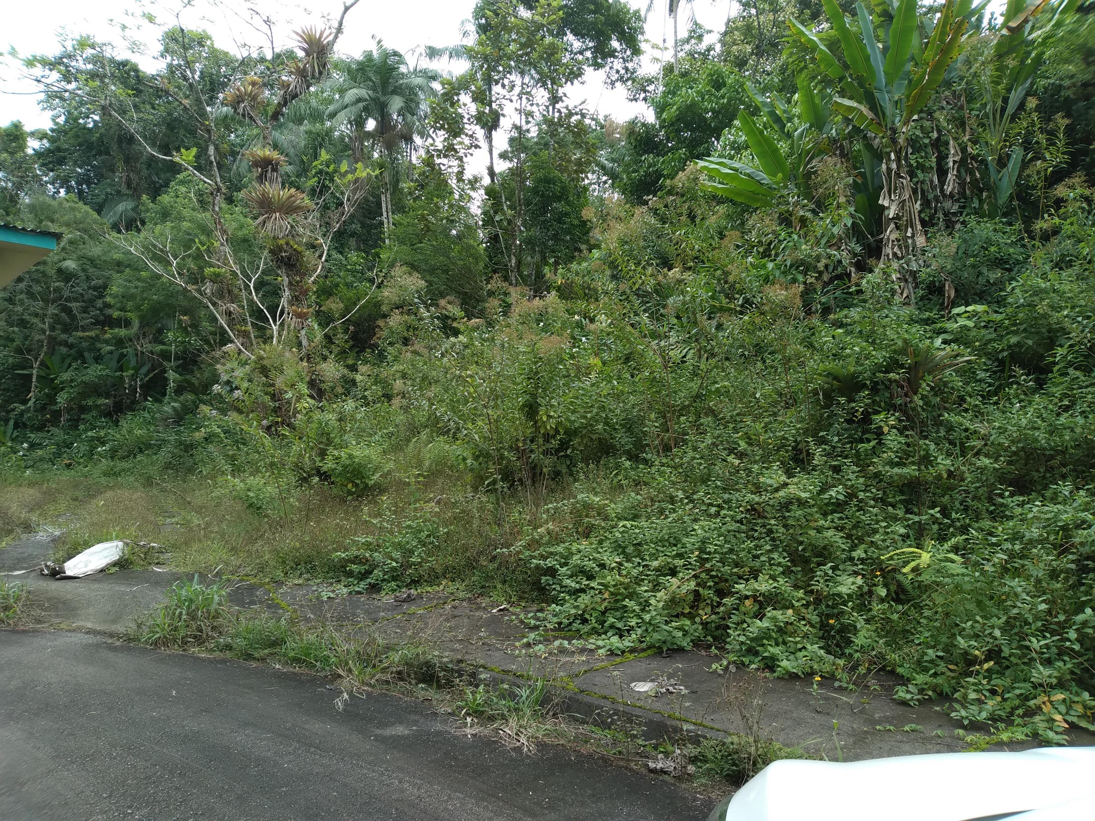 Foto 11 de 13: Terreno em leilão em Antonina - PR — Terreno Rural 308,4632ha Desocupado em Antonina/PR