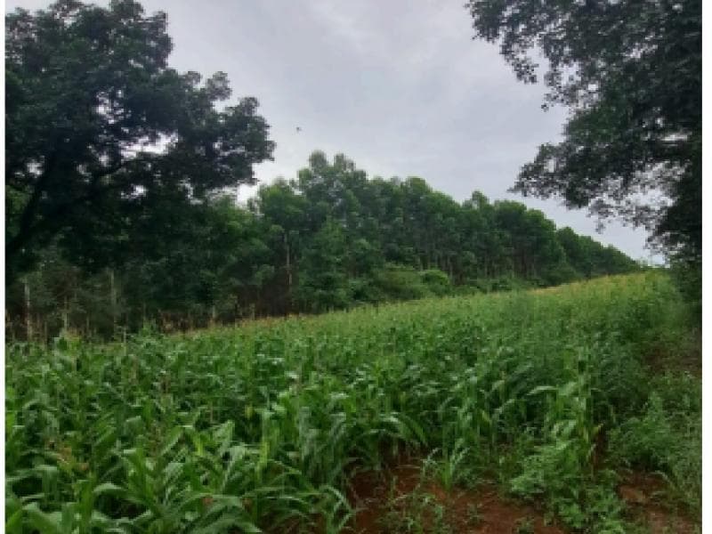Foto 1 de 3: Terreno em leilão em Chapecó - SC, bairro Alto da Serra — Lote, 5.39 ha, Chapecó / SC