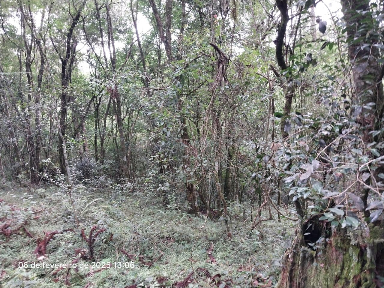 Foto 4 de 18: Area Rural em leilão em Lapa - PR — Terreno rural com a área de 2,0227ha, Lapa/PR