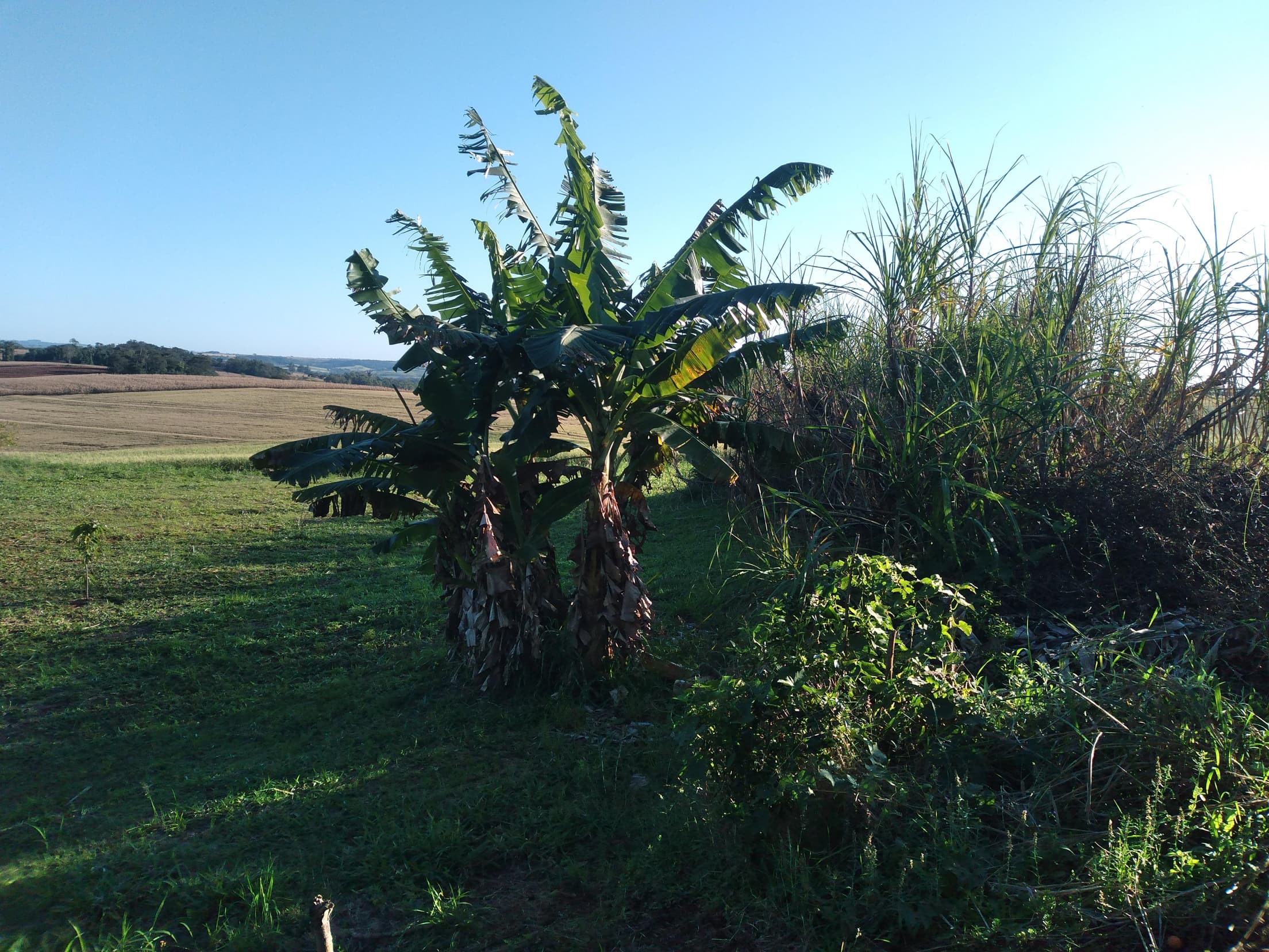 Foto 23 de 41: Area Rural em leilão em Capitão Leônidas Marques - PR — Gleba Urbana Desocupada 27.837m2 no Bairro São Gabriel em Capitão Leonidas Marques/PR