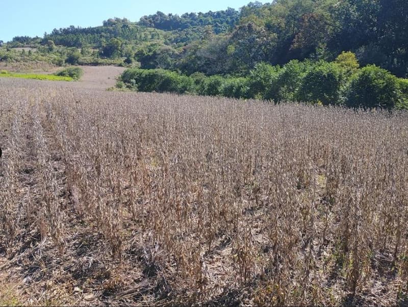 Foto 5 de 8: Area Rural em leilão em Porto Lucena - RS — IMÓVEL RURAL COM ÁREA DE 100,000m² - PORTO LUCENA/RS