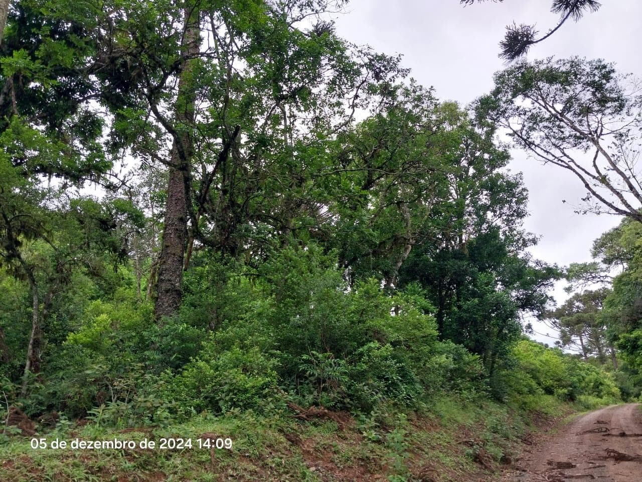 Foto 11 de 17: Terreno em leilão em Lapa - PR — Terreno rural, com área de 36.300,00m², Lapa/PR
