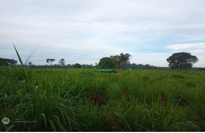 Foto 6 de 9: Area Rural em leilão em Nova Bandeirantes - MT — IMÓVEL RURAL Sítio L & B | A.T. 36,30 HA | NOVA BANDEIRANTES /MT
