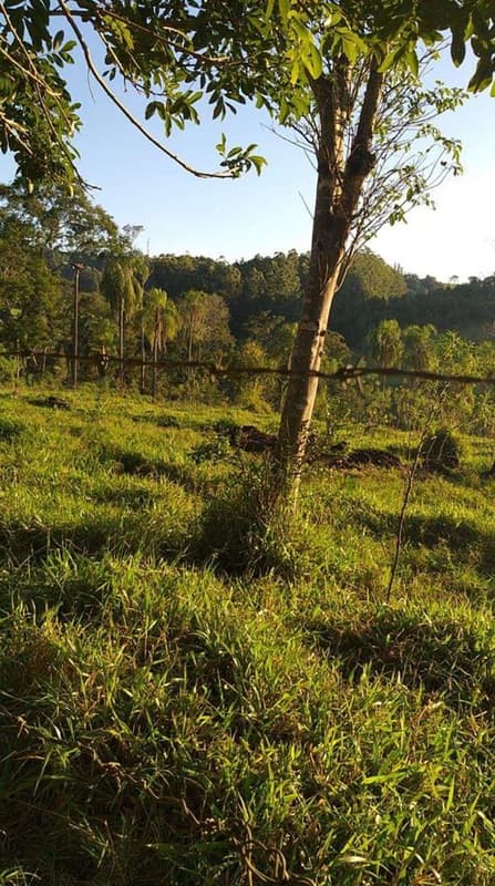 Foto 2 de 6: Area Rural em leilão em Quedas Do Iguaçu - PR — Imóvel rural com área de 29,3293HA, Quedas do Iguaçu/PR