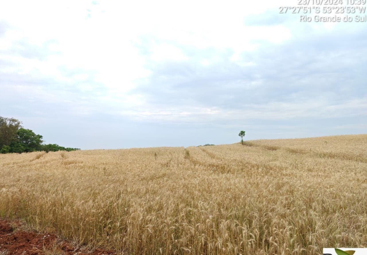 Area Rural em leilão em Seberi - RS — IMÓVEL RURAL COM ÁREA TOTAL DE 50.000,00M² - SEBERI/RS