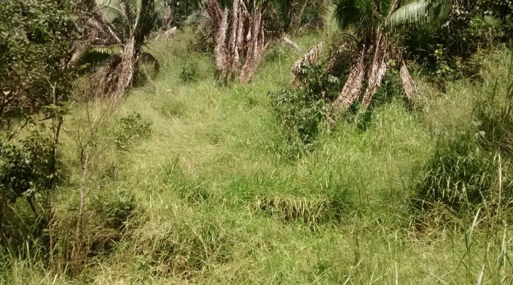 Foto 3 de 4: Area Rural em leilão em Padre Bernardo - GO — IMÓVEL RURAL | A.T. 214.634 HA FAZ. SANTA FÉ | PADRE BERNARDO/GO - LEILÃO EMPRESARIAL SISTÊMICO SICREDI