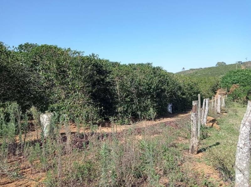 Foto 49 de 49: Area Rural em leilão em Caiana - MG — IMÓVEL RURAL COM ÁREA TOTAL DE 16,99,68 hectares- Em CAIANA/MG