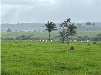 Foto 6 de 7: Area Rural em leilão em Nova Monte Verde - MT — IMÓVEL RURAL | A.T. 52,2136HA - SÍTIO SÃO ROQUE | NOVA MONTE VERDE/MT