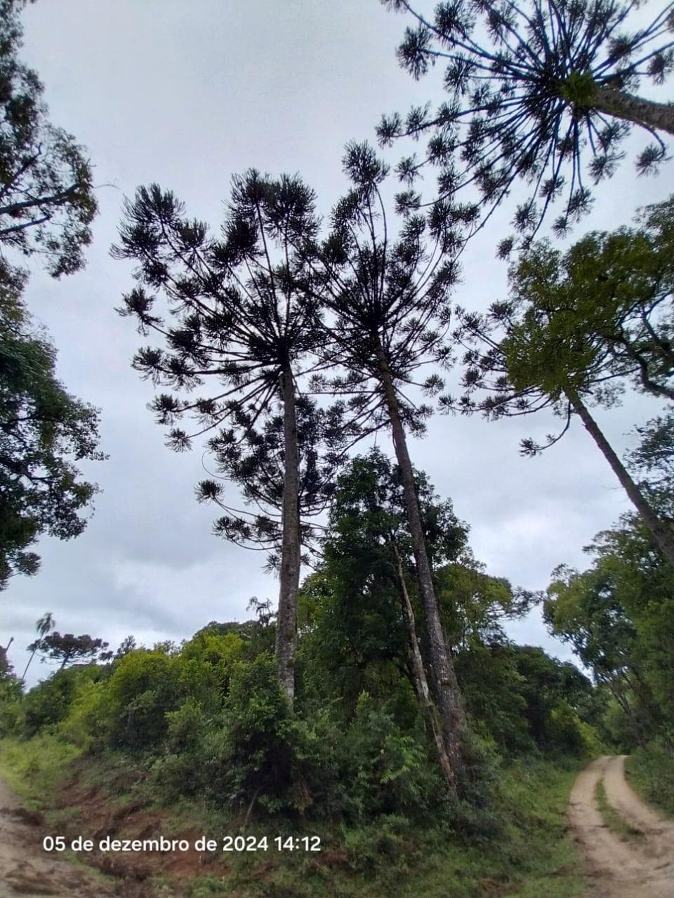 Foto 3 de 17: Terreno em leilão em Lapa - PR — Terreno rural, com área de 36.300,00m², Lapa/PR