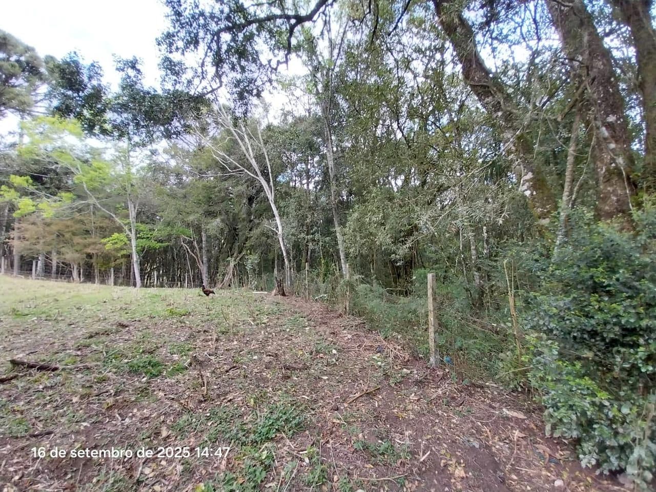 Foto 6 de 31: Area Rural em leilão em Campina Grande Do Sul - PR — Direitos de Posse sobre Chácara de 9,68 Hectares - Campina Grande do Sul/PR