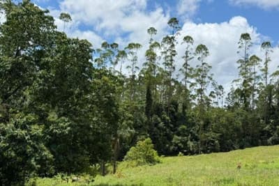 Foto 4 de 8: Area Rural em leilão em Rio Fortuna - SC — IMÓVEL RURAL COM ÁREA TOTAL DE 67.203,66m2, EM RIO FORTUNA-SC