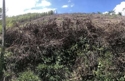 Foto 14 de 14: Area Rural em leilão em Caconde - SP — Sítio, A.T. 9,9500ha