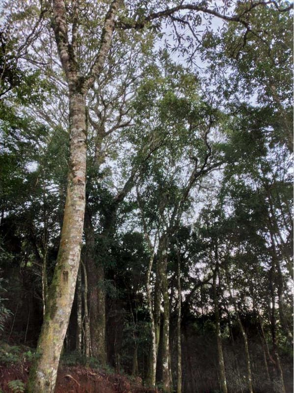 Foto 6 de 8: Terreno em leilão em Porto União - SC — Terreno com aproximadamente 8.259,10m².
