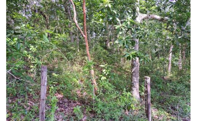 Foto 16 de 27: Terreno em leilão em Blumenau - SC — Imóvel urbano com área total de 35.820,27 m² em Blumenau/SC