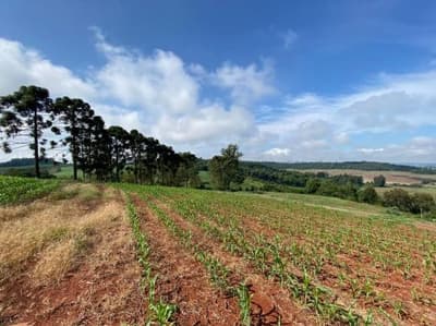 Foto 4 de 9: Area Rural em leilão em Nova Prata Do Iguaçu - PR — IMÓVEL RURAL COM ÁREA TOTAL DE 20.000,00 m² - NOVA PRATA DO IGUAÇU/PR
