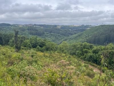Foto 5 de 6: Area Rural em leilão em Vacaria - RS — PARTE IDEAL (70%) PERTECENTE A MASSA FALIDA GEO FOREST, área de terras com 338.000m², Vacaria/RS