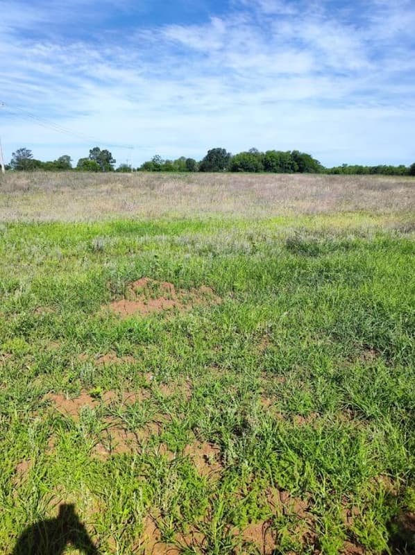 Foto 5 de 12: Area Rural em leilão em Santo Cristo - RS — IMÓVEL RURAL COM ÁREA TOTAL DE 20.250m² - SANTO CRISTO/RS