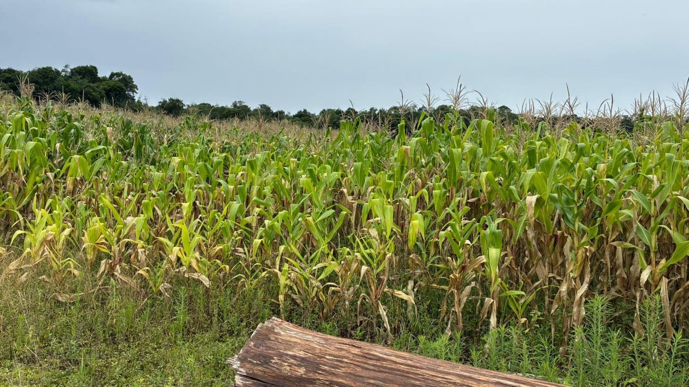 Foto 5 de 5: Area Rural em leilão em São José Do Inhacorá - RS — IMÓVEL RURAL COM ÁREA DE 9.00 HA EM SÃO JOSÉ DO INHACORÁ