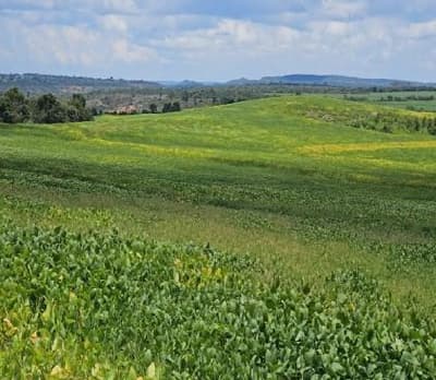 Area Rural em leilão em Bonfinópolis De Minas - MG — IMÓVEL RURAL| A.T. 183.12,41 HA - AGRÍCOLA E PECUÁRIA FAZ. STO ANTONIO DAS VEREDAS EM BONFINÓPOLIS DE MINAS/MG